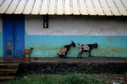 Animaux;-Archipel-des-Comores;-Chèvres;-Élevage;-France;-Kaleidos;-Kaleidos-images;-La-parole-à-limage;-Laurent-Abad;-Mayotte;-Mur-turquoise;-Océan-Indien;-Stories-Pictures;-Toit-de-tôle